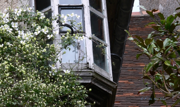 Bois des Moutiers (72) Mai 2012